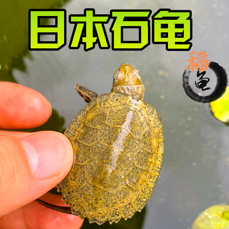 外塘纯种日本石龟苗日本石苗活体日石苗乌龟杂食宠物龟观赏龟活物,节庆用品/礼品,笔筒,淘宝优惠券,粉丝福利购,淘宝优惠卷