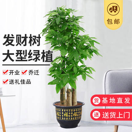 三杆步步高发财树盆栽大棵客厅办公室内绿植乔迁之喜开业送礼植物