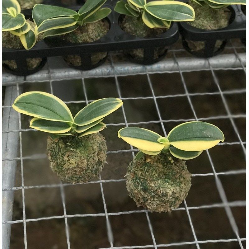 矮种金边蝴蝶兰花苗金叶咖啡带花苞名贵盆栽花卉植物室内客厅迷你
