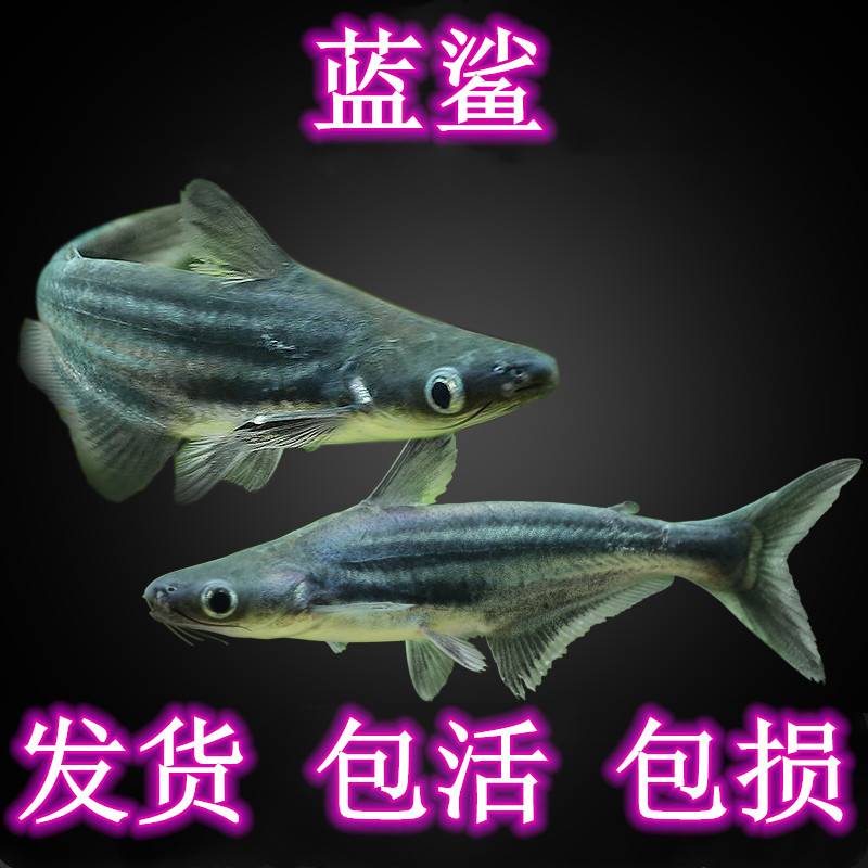 热带鱼观赏大型淡水族宠
