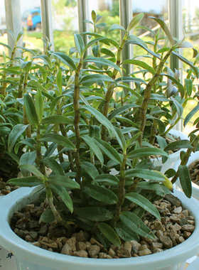 霍山原产铁皮石斛苗 3年30株室内绿植花卉盆栽吊兰花植物绿萝水
