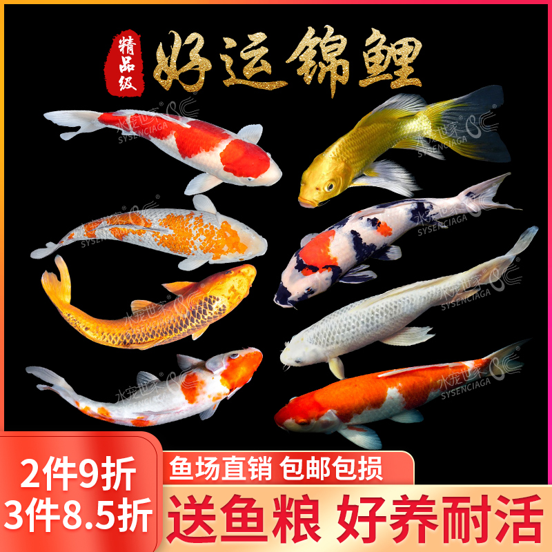 冷水淡观赏鱼锦鲤红白龙