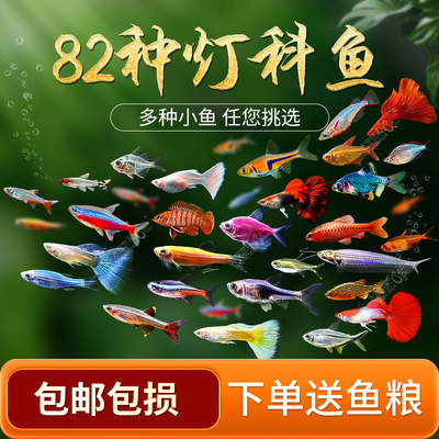 宝莲灯红绿科鱼热带观赏