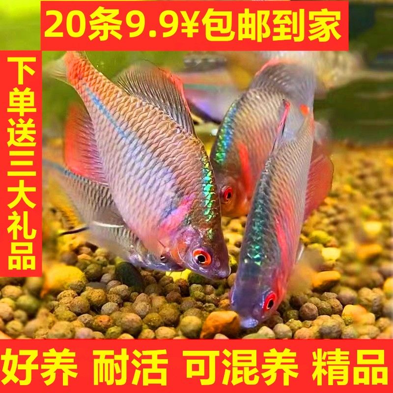 鳑鲏鱼苗七彩高体精选成