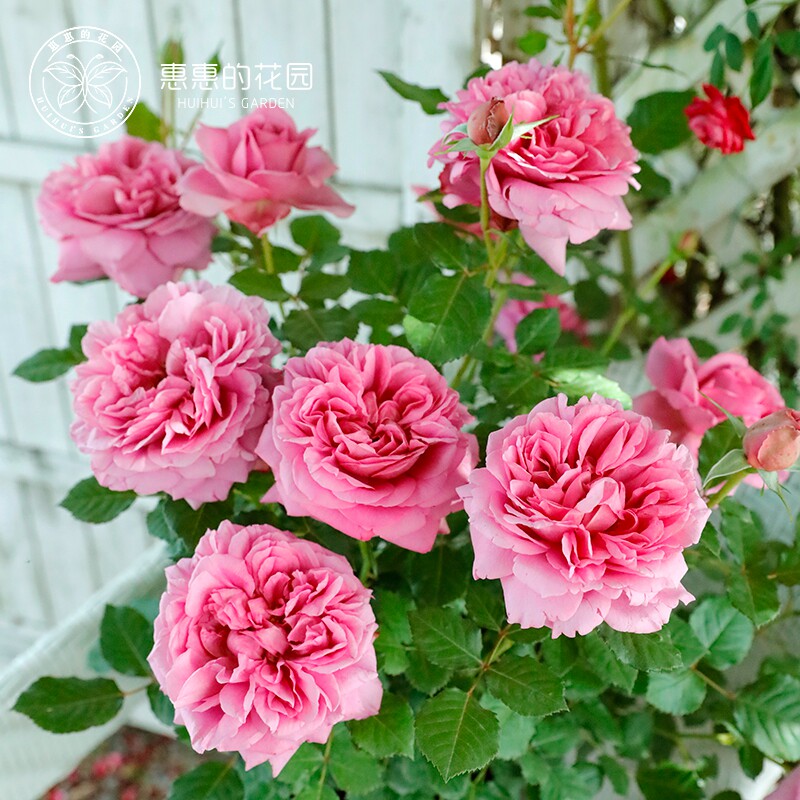 惠惠的花园灌木庞巴度月季大花浓香耐热抗病四季勤开庭院阳台盆栽