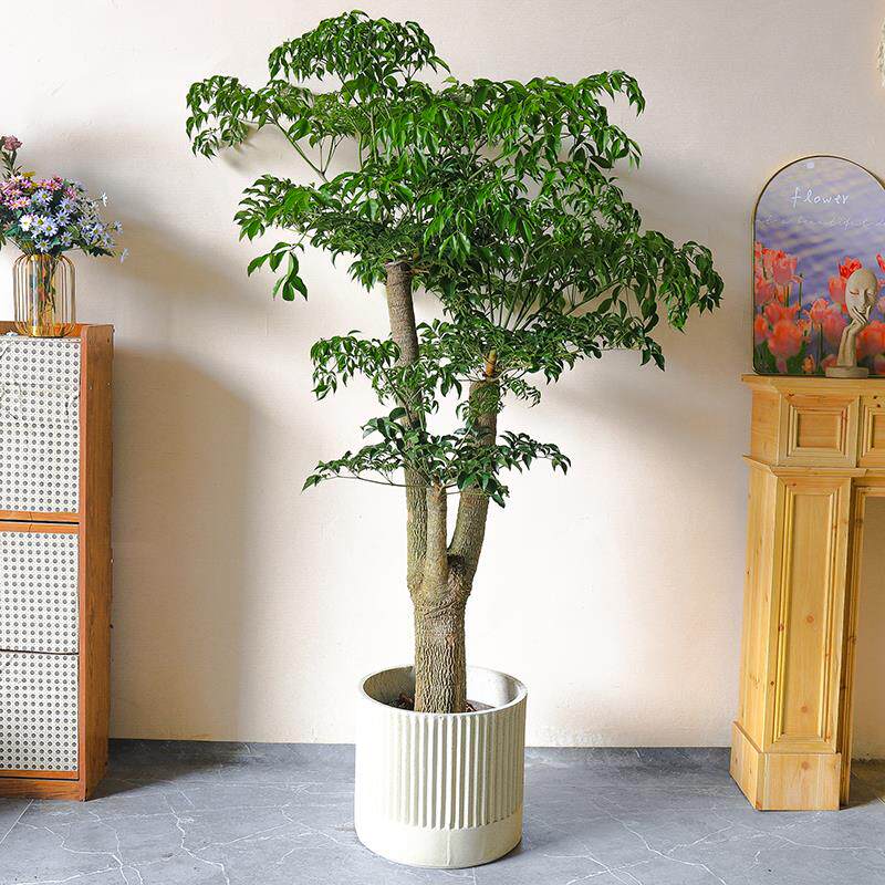 厂家老桩幸福树多头盆栽幌伞枫室内大型绿植办公室净化空气吸甲醛