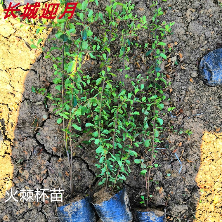 带刺耐寒植物火棘树苗花卉盆栽带土四季常青庭院道路绿篱笆墙盆景