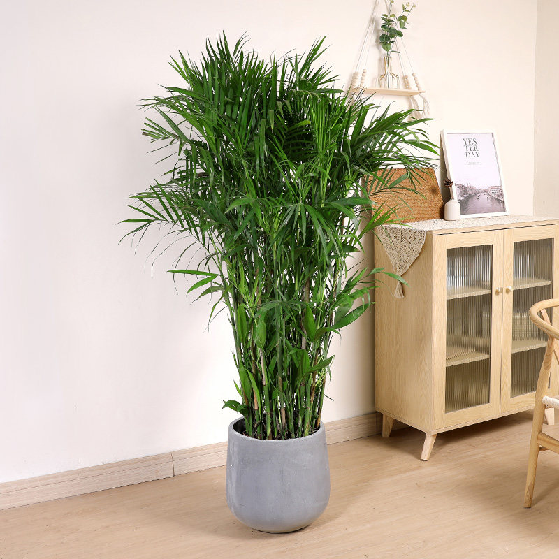双木林夏威夷竹椰子树盆栽室内客厅办公室大型绿植凤尾竹热带植物