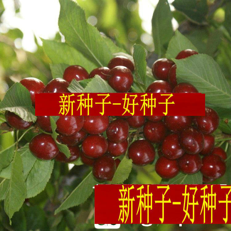 水果树种樱桃种子红大马
