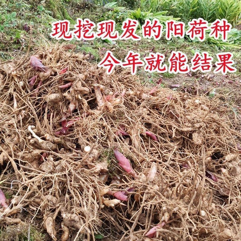阳荷种阳荷姜种苗洋荷姜种根阳藿茗荷洋火姜种纯天然地开花根
