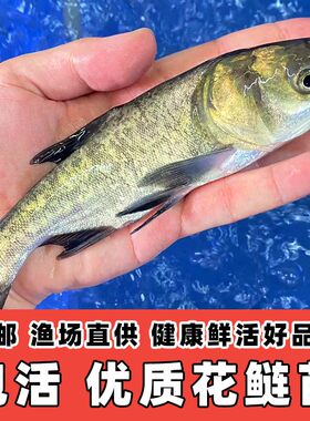 花鲢鱼苗活体淡水养殖胖头麻鲢鳙鱼苗乌龟龙鱼饲料花鲢苗大头鱼苗