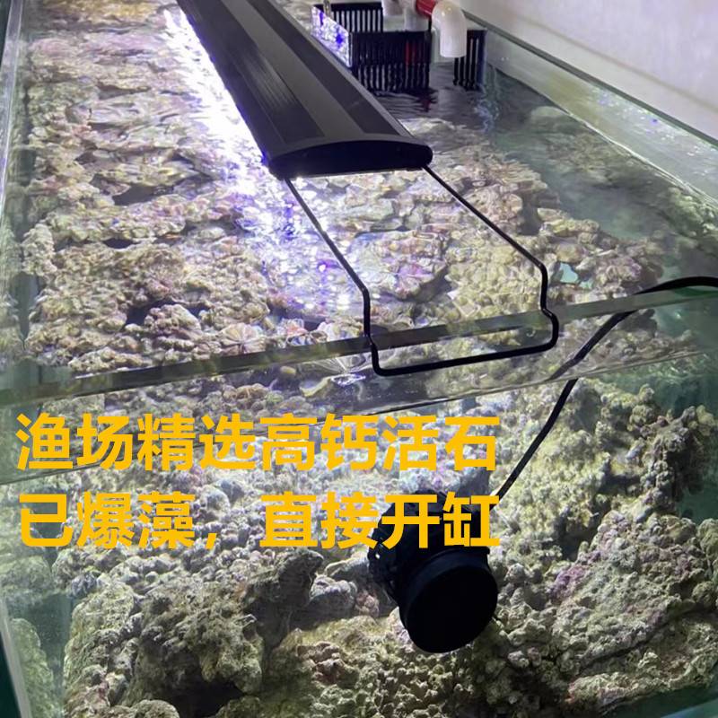 免爆藻活石新鲜高钙深海