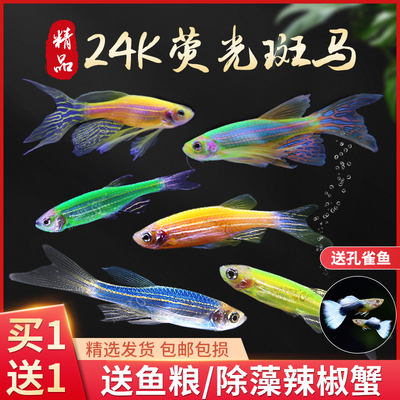 斑马鱼灯科红绿孔雀冷水