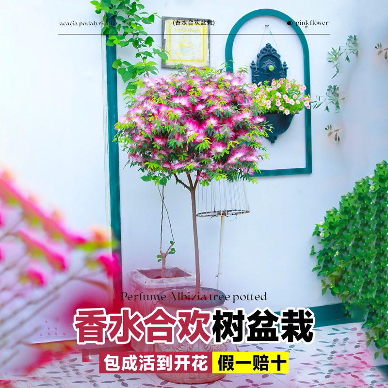 香水合欢花盆栽四季好养活小盆景庭院阳台耐寒观花植物绒花卉树苗