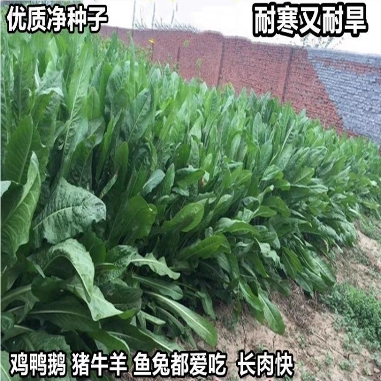食叶草种子高产耐寒牧进