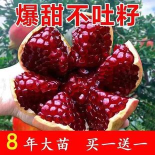 特大石榴树苗无籽红宝嫁接新品南北方种植耐寒当年结果石榴苗果树