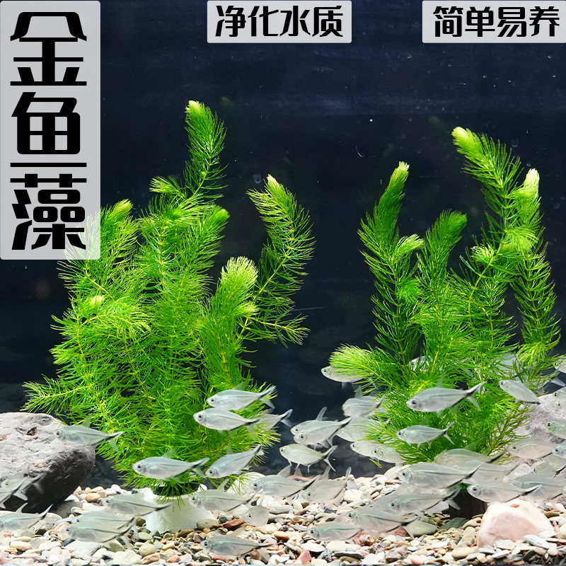 金鱼藻水草狐尾草鱼缸造景鱼虾躲其它玩具