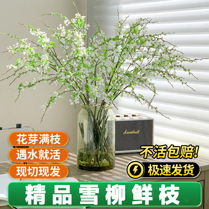 雪柳鲜枝龙柳干枝水养花瓶水培植物秋冬室内冬季好养花卉盆栽鲜花