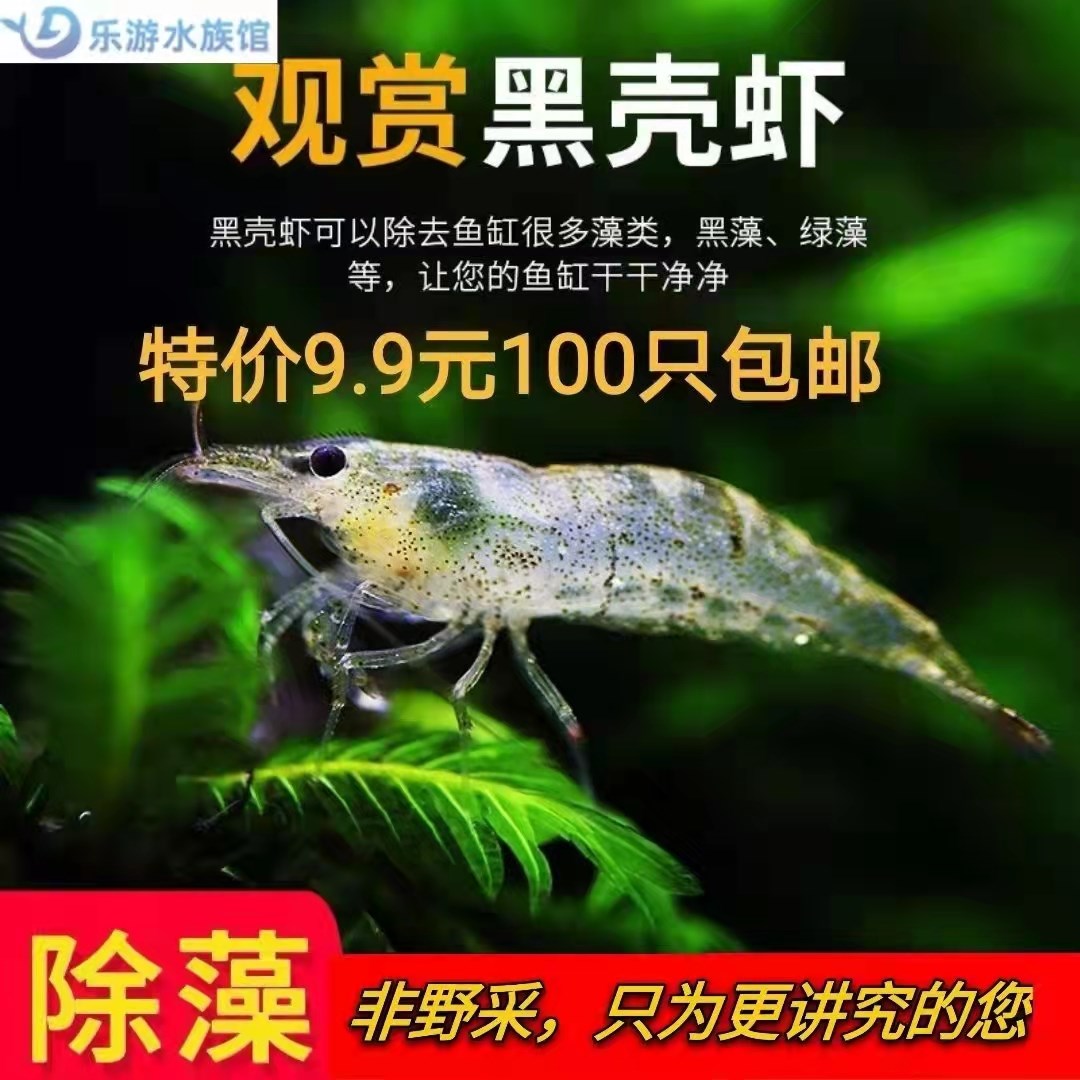 黑壳虾除藻大号观赏工具