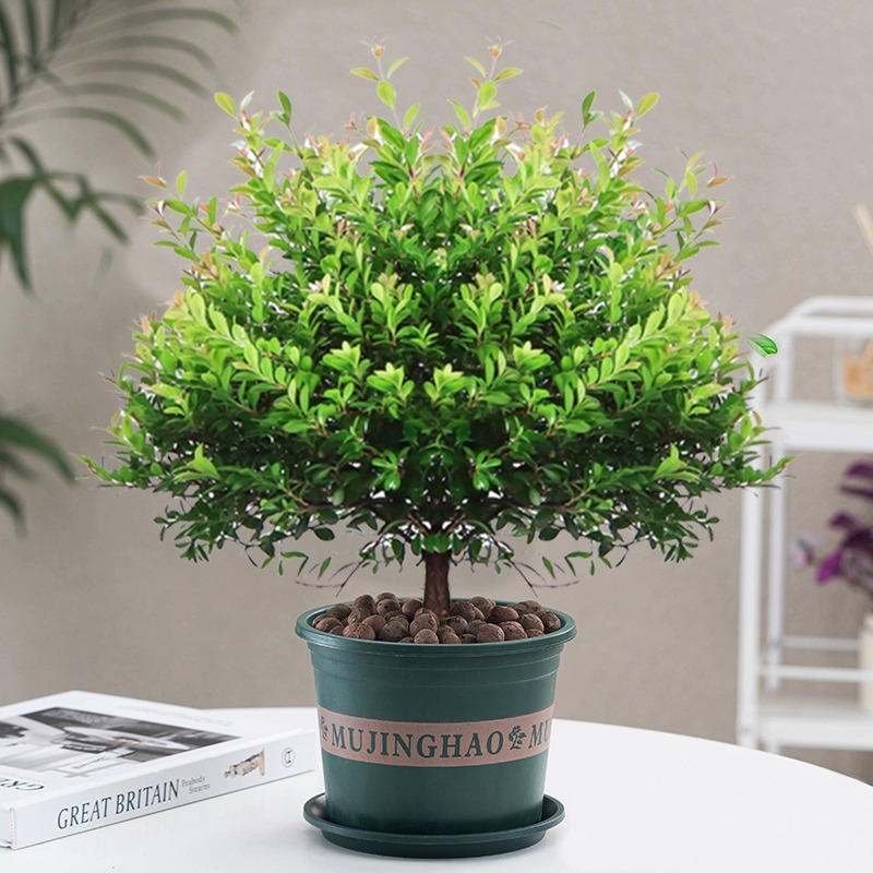 小叶赤楠老桩造型盆景花