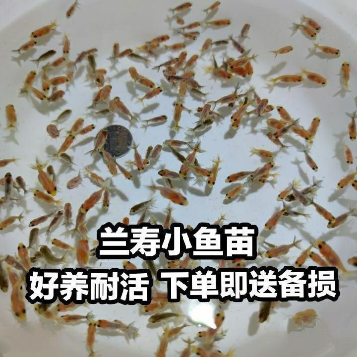 兰寿水花鱼苗小金观赏冷