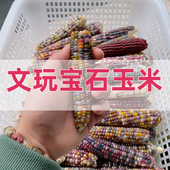 编号224 一物一拍 毛料真玉米 279文玩玉米手把件 宝石玉米补粒款