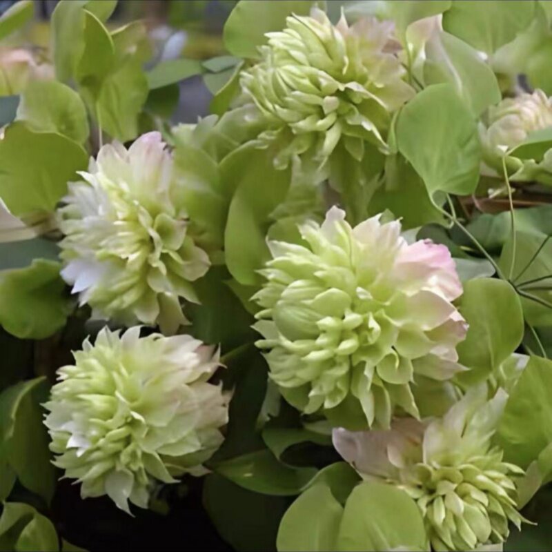 5加仑铁线莲阳台庭院地载盆栽爬藤花卉植物四季开花
