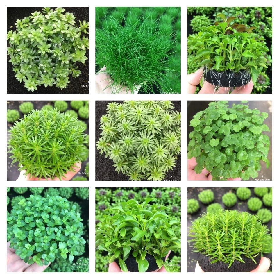 新手水草懒人鱼缸自带坨