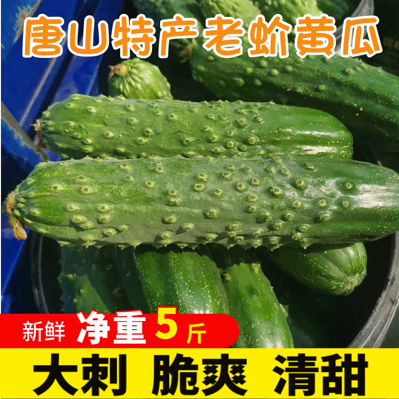 唐山老蚧黄瓜新鲜山黄瓜大刺黄瓜现摘现发脆甜爽口整箱5斤包邮