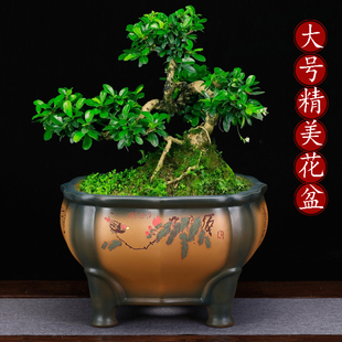 紫砂高档大号盆景盆手工四方点彩中国风绿植花卉桌面家用透气花盆