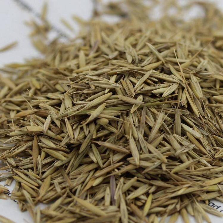 披碱草种子抗风沙耐寒耐旱耐盐碱护坡固土绿化多年生四季牧草种籽