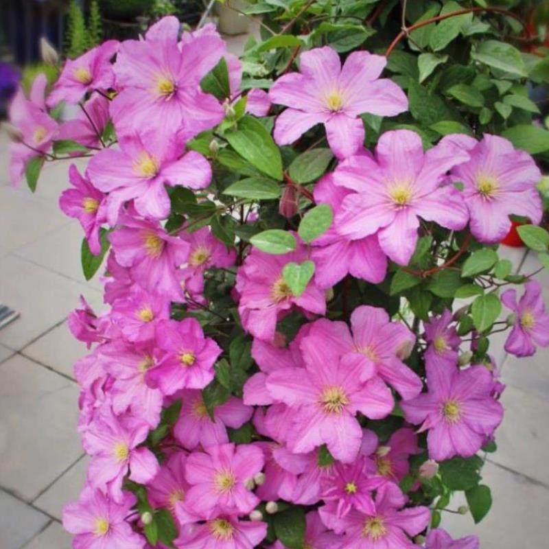 【花芬坊】包查德女伯爵铁线莲盆栽爬藤植物小中大苗重瓣藤本花卉,鲜花速递/花卉仿真/绿植园艺,绣球/木绣球/木本植物,淘宝优惠券,粉丝福利购,淘宝优惠卷