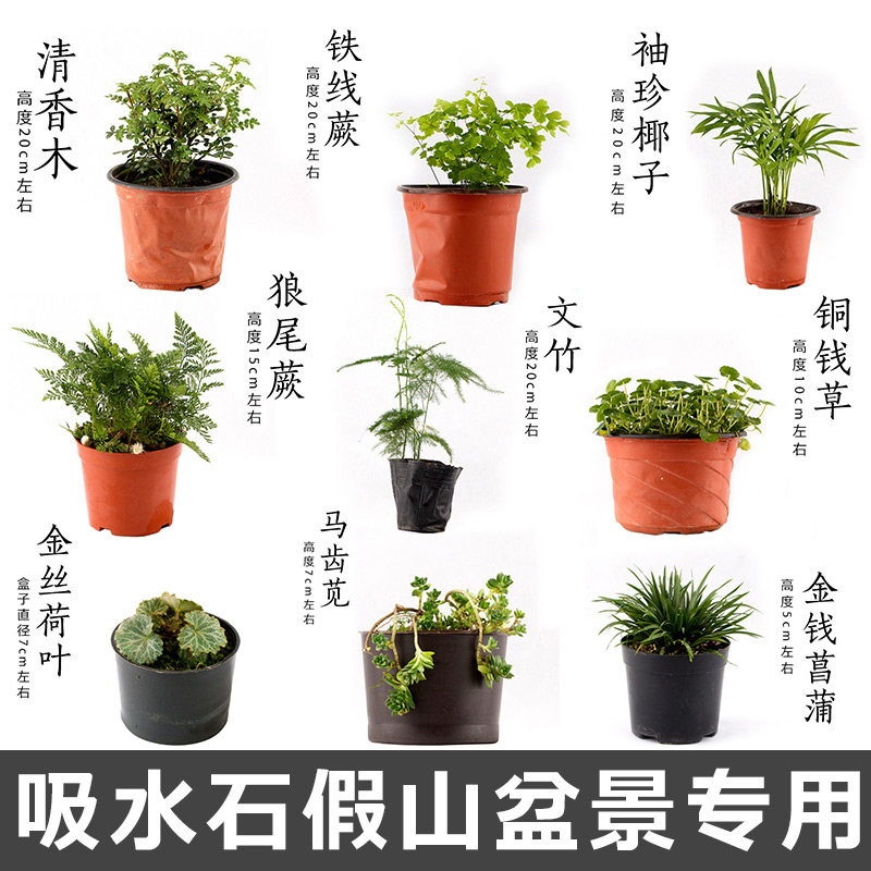 花卉水培植物盆栽观花花好养鲜活铜钱草铁线蕨客厅室内净化空气