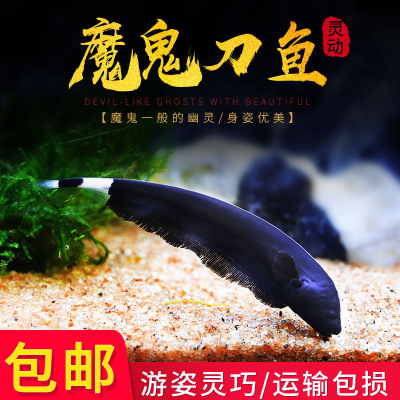 魔鬼刀鱼活体黑魔鬼鱼黑羽毛刀鱼线翎电鳗光背电鳗热带观赏鱼包邮