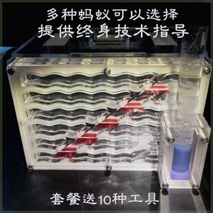 【蚂蚁城堡】亚克力蚂蚁工坊宠物活体蚂蚁家园部落蚁生态农场蚁巢