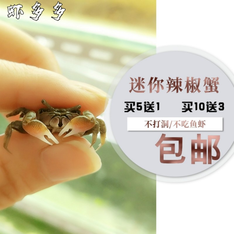宠物螃蟹活体辣椒迷你观