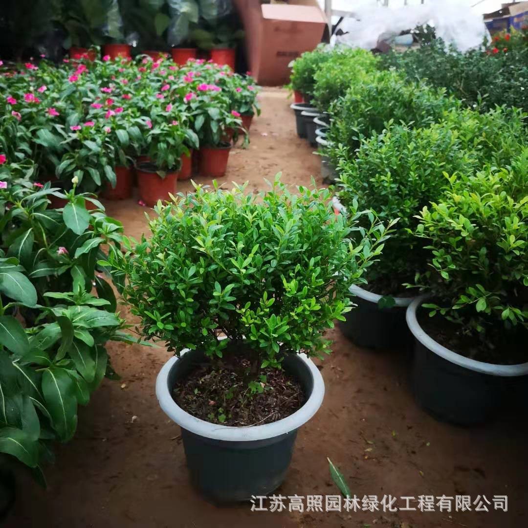 小叶皱皮雀舌黄杨盆景造