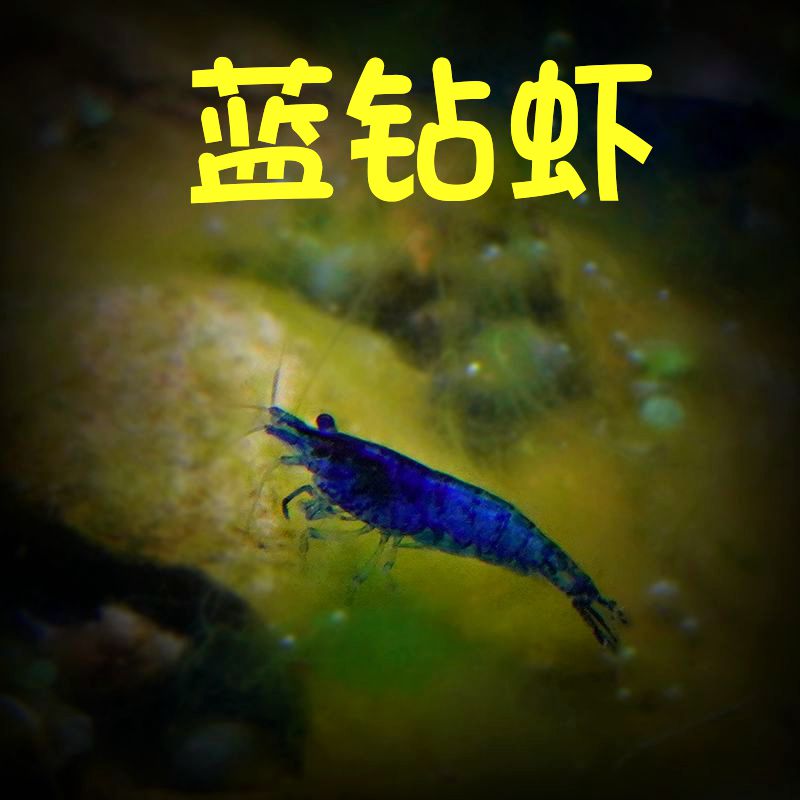 小蓝色虾观赏活体除藻鱼