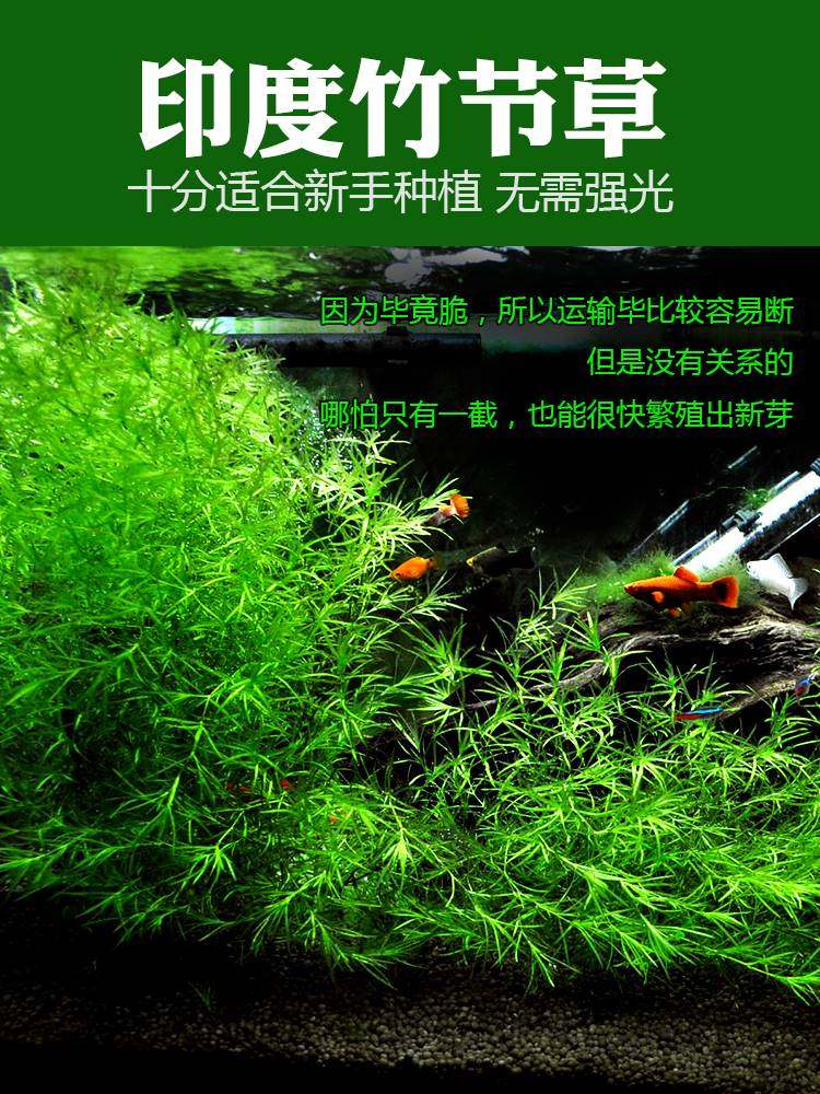 印度小竹节水草竹节草真水草水族箱鱼缸造景观赏新手懒人阴性繁殖,农用物资,苗木固定器/支撑器,淘宝优惠券,粉丝福利购,淘宝优惠卷