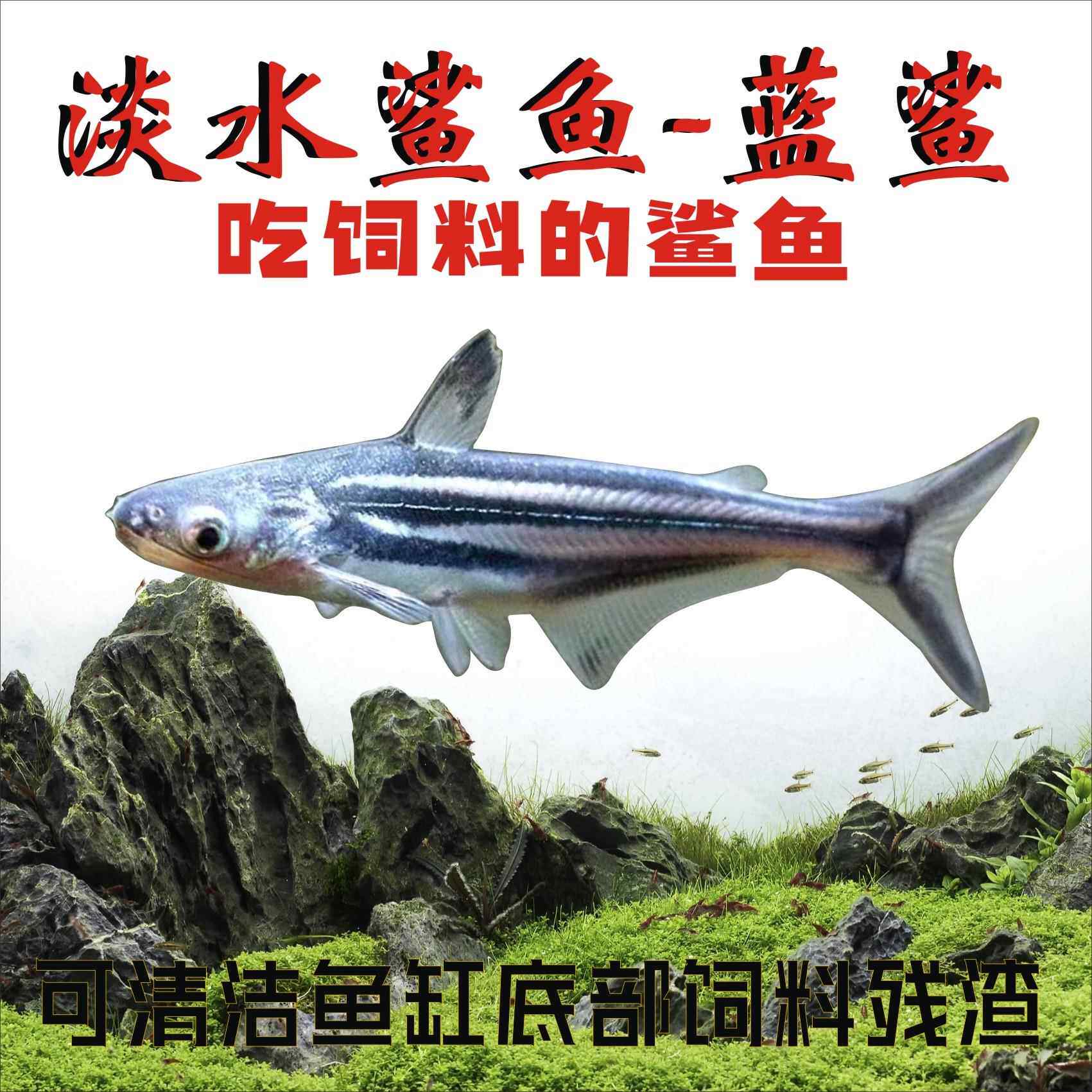 蓝鲨观赏鱼热带鱼淡水鲨鱼龙鱼配鱼宠物鱼好养大型鱼活体白化鲨鱼