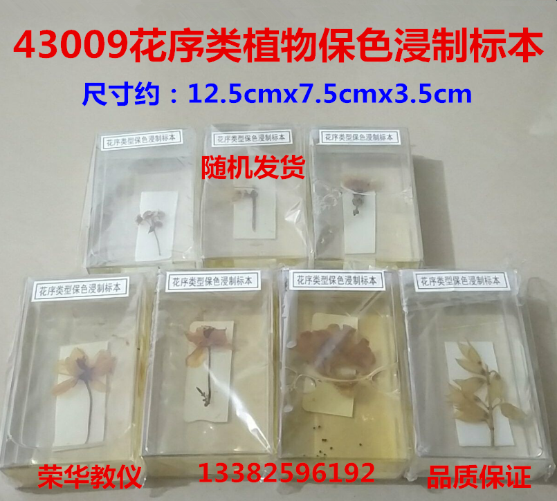 花序类植物保色浸制标本43009生物实验器材教学生物标本多省包邮
