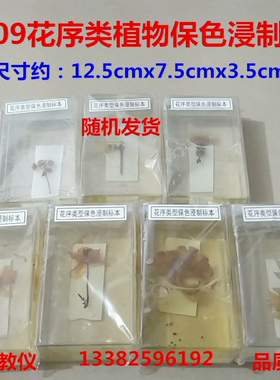 花序类植物保色浸制标本43009生物实验器材教学生物标本多省包邮