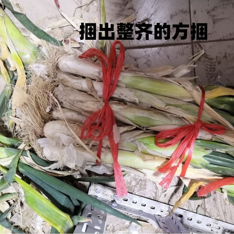 新款农用手动捆大葱香菜菠菜韭菜芹菜莴笋打捆绑菜神器捆葱