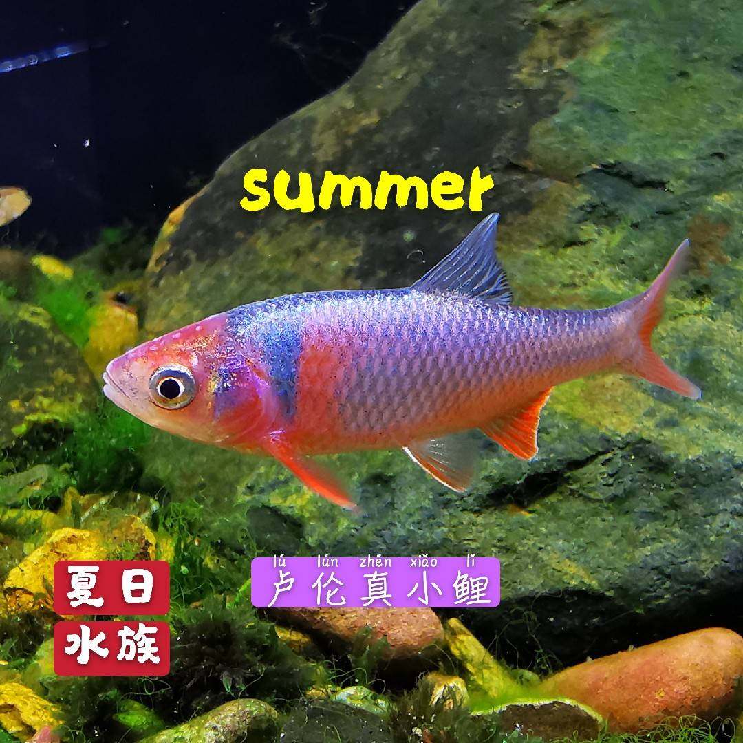 卢伦真小鲤紫光精灵彩虹精灵北美原生鱼冷水鱼群游观赏鱼小型草缸