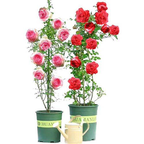 蔷薇花苗爬藤玫瑰本月季