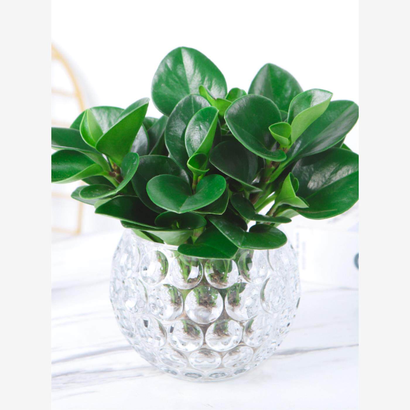 水培植物豆瓣绿盆栽四季常青室内桌面绿植碧玉好养净化空气吸甲醛