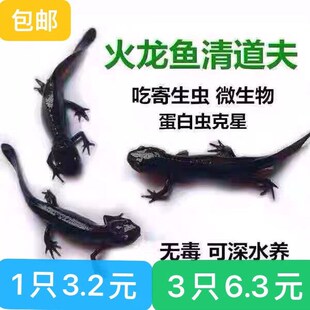 东方火龙蝾螈小火龙鱼活体冷水清道夫垃圾工具清洁鱼缸小型观赏鱼