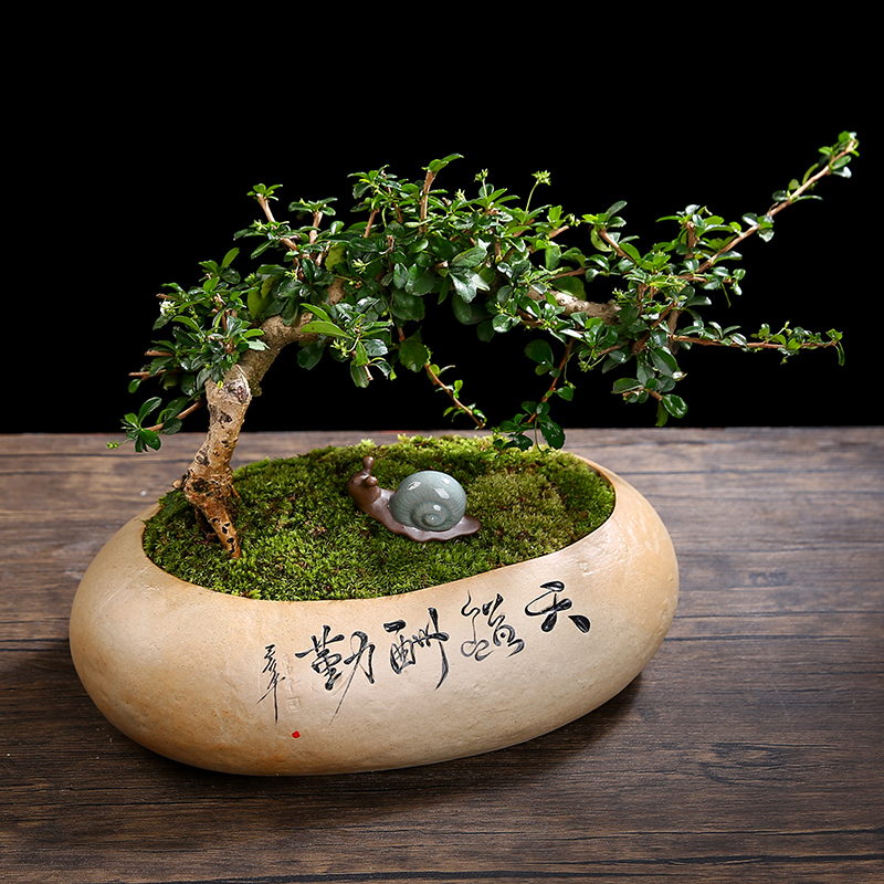 花盆陶瓷大号清仓特价中