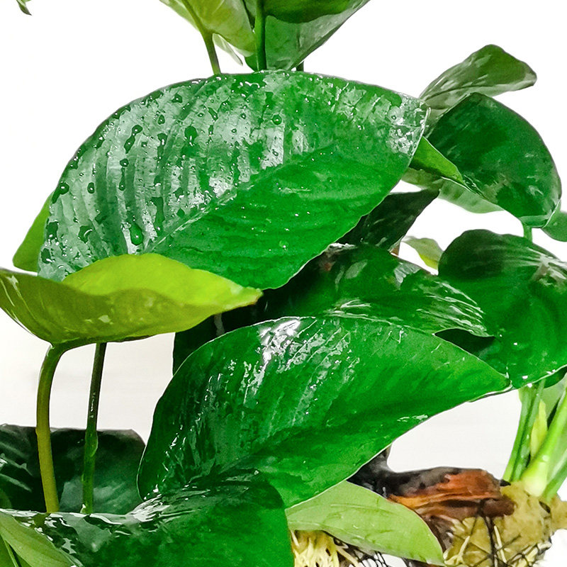 水榕水草三头沉木大叶榕懒人阴性活体生态鱼缸真草植物造景水草