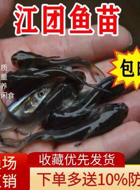 鮰鱼苗优质江团鲜活回淡